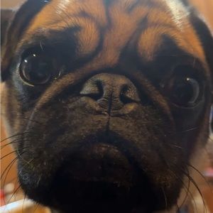 Meet your Posher, Jackson